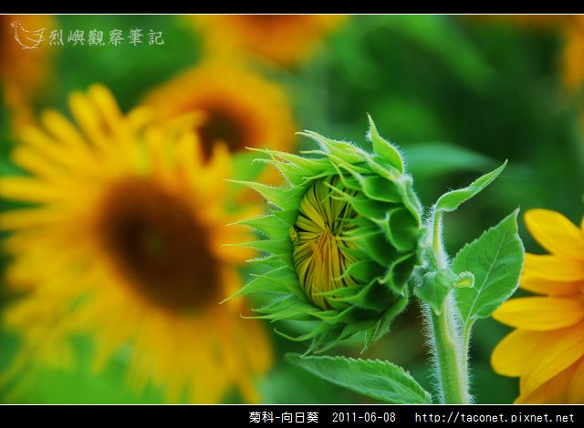 菊科-向日葵_16.jpg