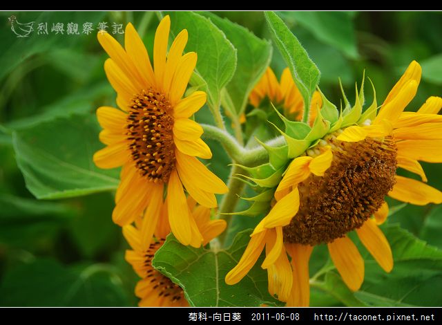菊科-向日葵_14.jpg