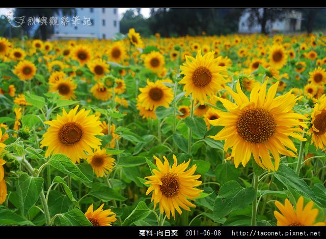 菊科-向日葵_13.jpg