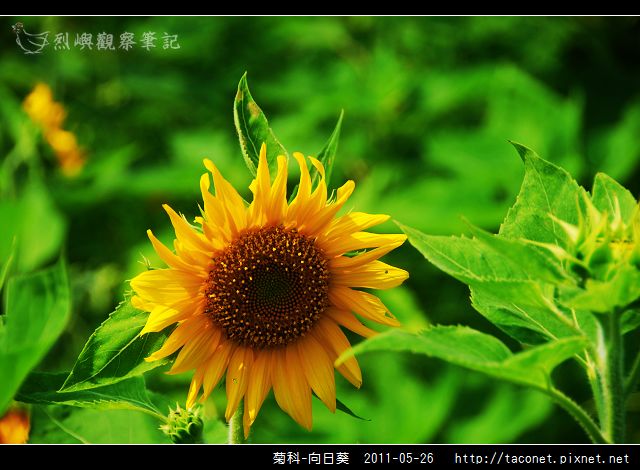 菊科-向日葵_29.jpg