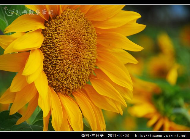 菊科-向日葵_10.jpg