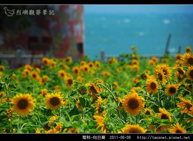 菊科-向日葵_08.jpg