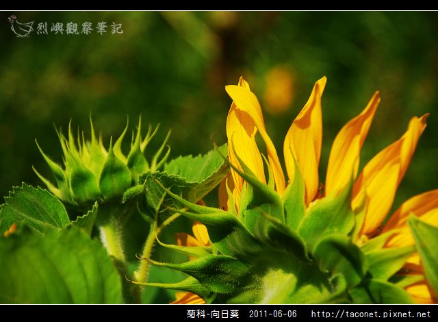 菊科-向日葵_06.jpg