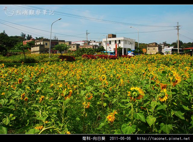 菊科-向日葵_04.jpg