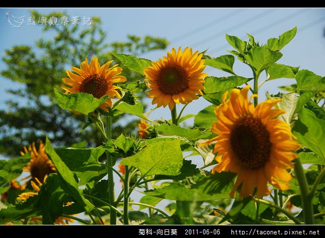 菊科-向日葵_02.jpg