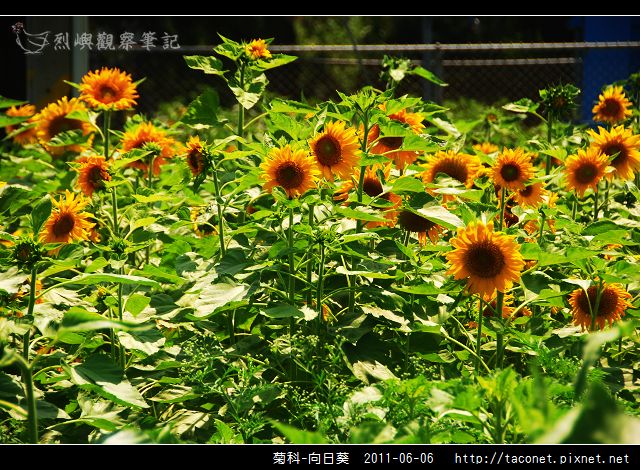 菊科-向日葵_01.jpg