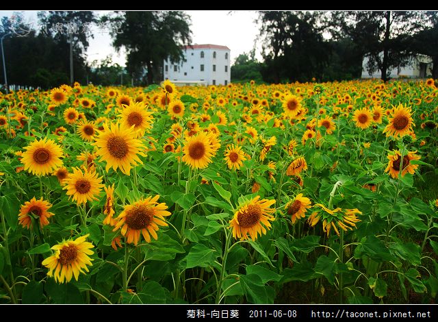 菊科-向日葵_26.jpg