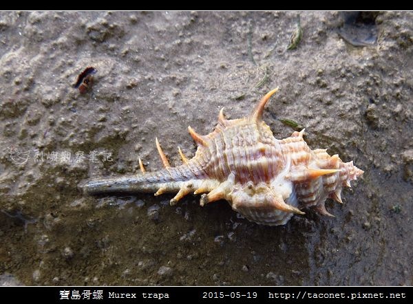 寶島骨螺 Murex trapa _6.jpg