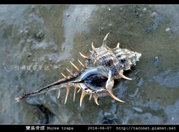 寶島骨螺 Murex trapa _5.jpg