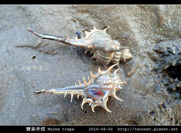 寶島骨螺 Murex trapa _4.jpg