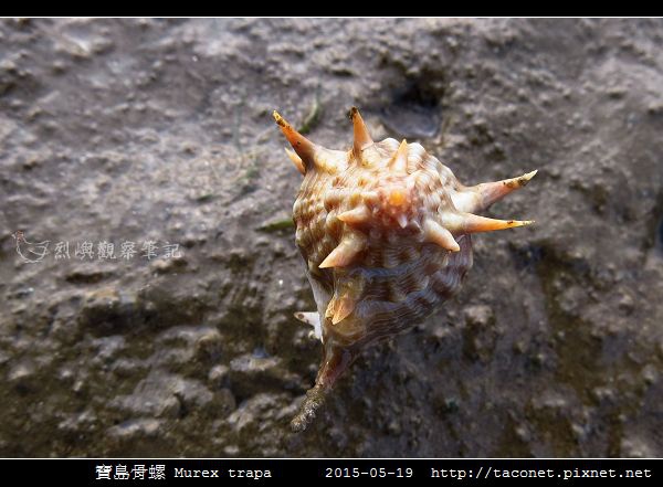 寶島骨螺 Murex trapa _3.jpg