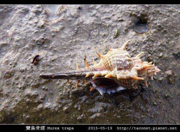 寶島骨螺 Murex trapa _1.jpg