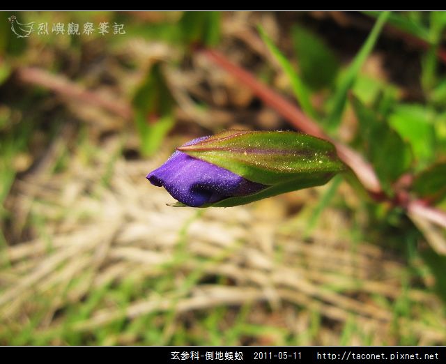 玄參科-倒地蜈蚣_15.jpg