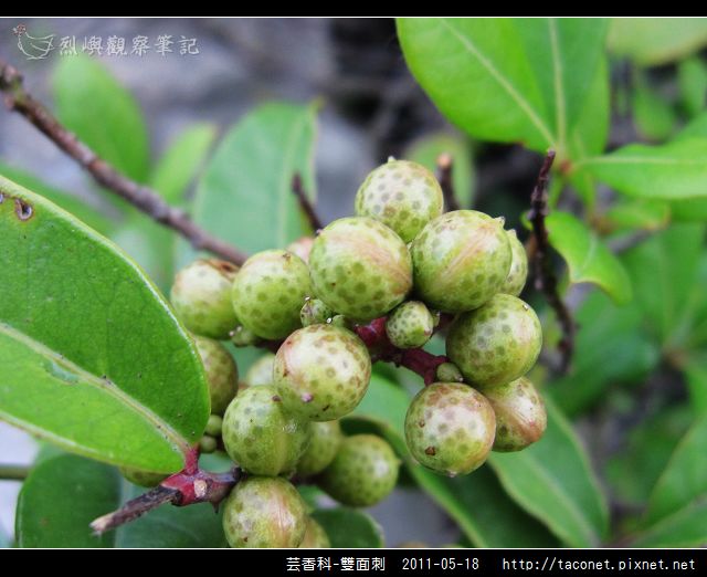芸香科-雙面刺_11.jpg