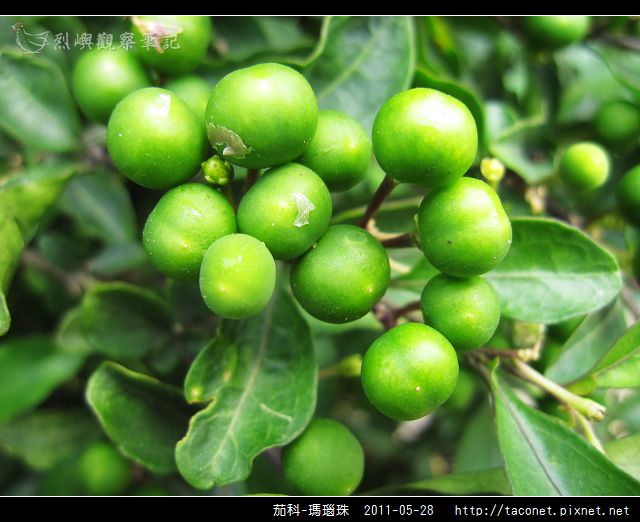 茄科-瑪瑙珠_12.jpg