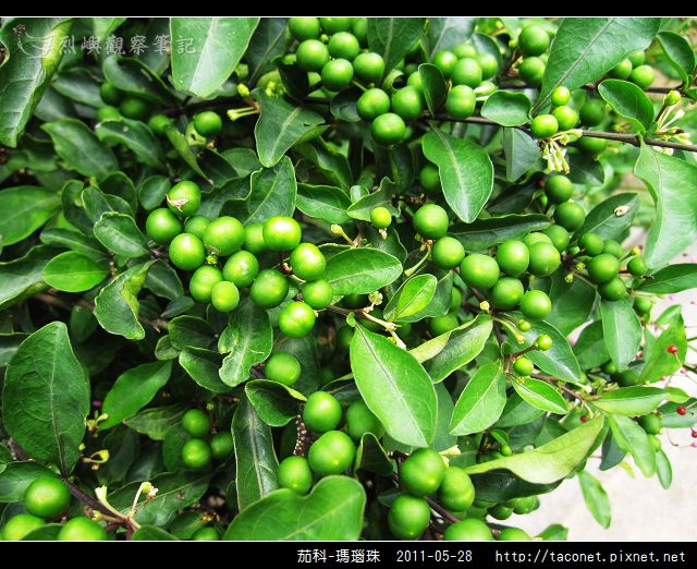 茄科-瑪瑙珠_11.jpg