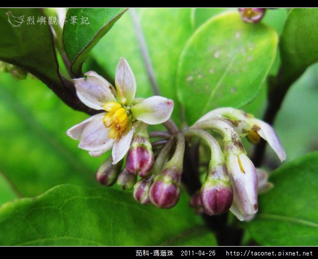 茄科-瑪瑙珠_09.jpg