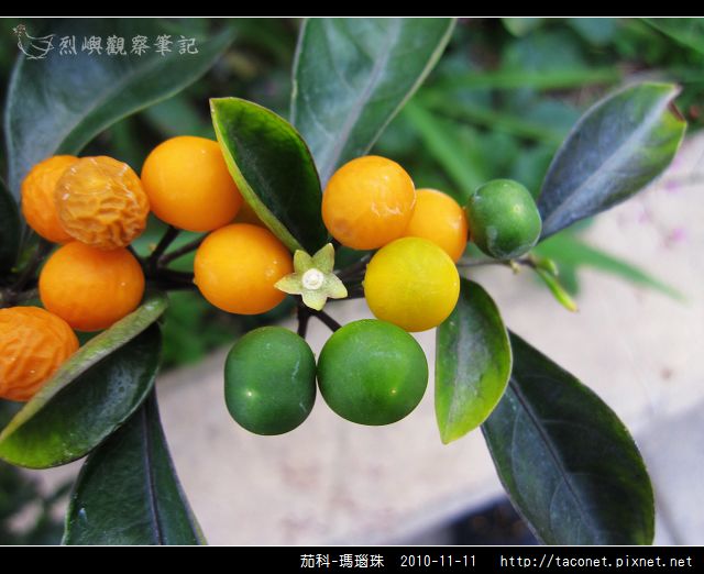 茄科-瑪瑙珠_06.jpg