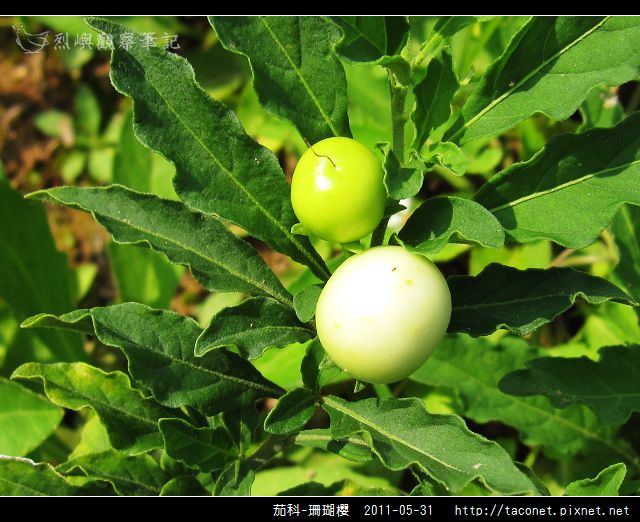 茄科-珊瑚櫻_04.jpg