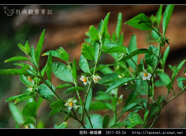 茄科-珊瑚櫻_01.jpg