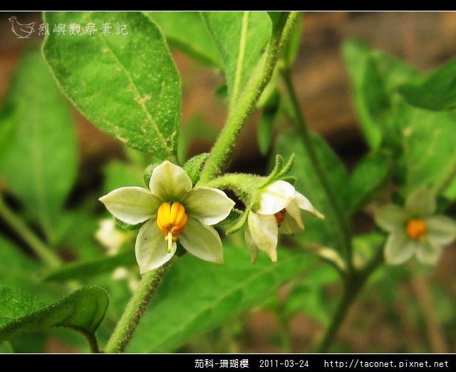茄科-珊瑚櫻_08.jpg