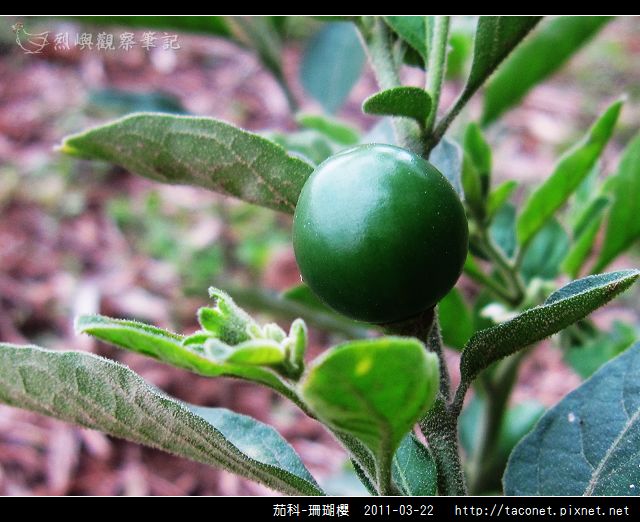 茄科-珊瑚櫻_06.jpg