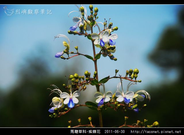 馬鞭草科-紫蝶花_10.jpg