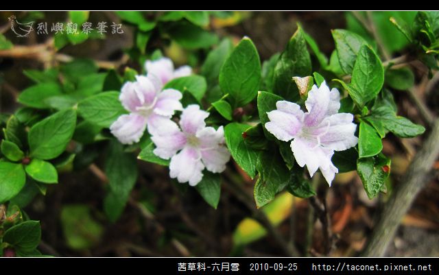 茜草科-六月雪_08.jpg