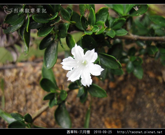 茜草科-六月雪_07.jpg
