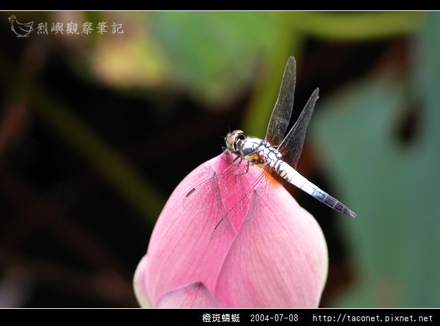 橙斑蜻蜓_12.jpg