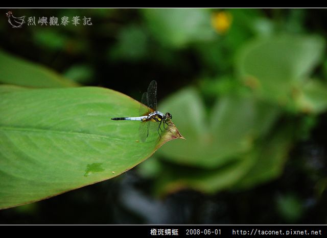 橙斑蜻蜓_09.jpg