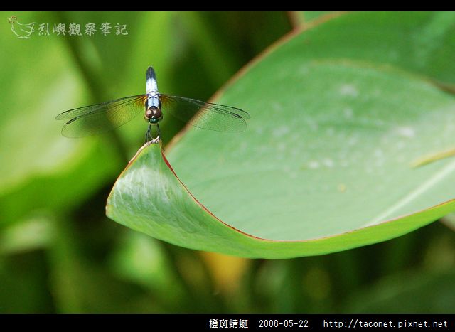橙斑蜻蜓_06.jpg