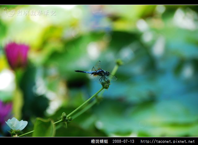 橙斑蜻蜓_04.jpg