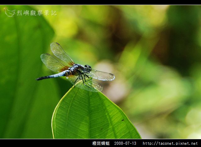 橙斑蜻蜓_03.jpg