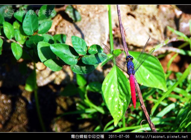 霜白蜻蜓_03.jpg