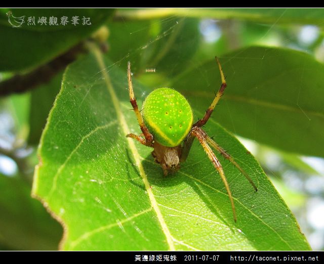 黃邊綠姬鬼蛛_05.jpg