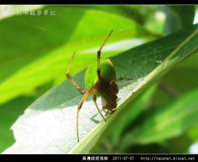 黃邊綠姬鬼蛛_04.jpg