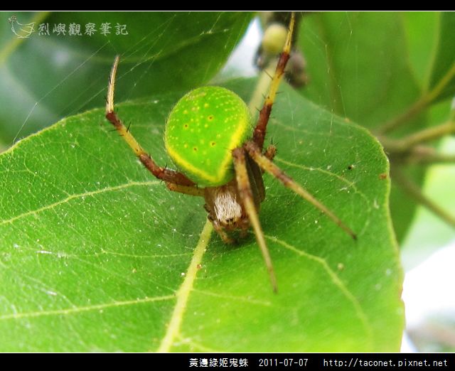 黃邊綠姬鬼蛛_02.jpg