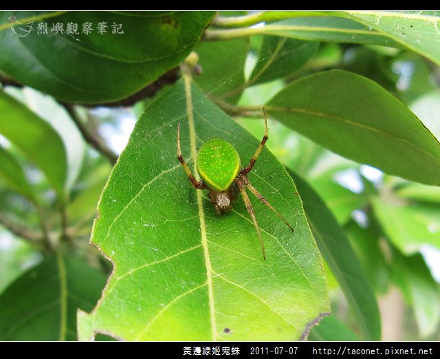 黃邊綠姬鬼蛛_01.jpg