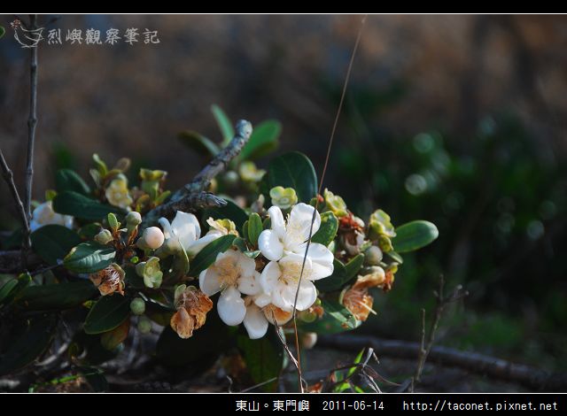 東山。東門嶼_49.jpg
