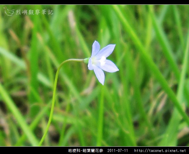 桔梗科-細葉蘭花參相簿封面