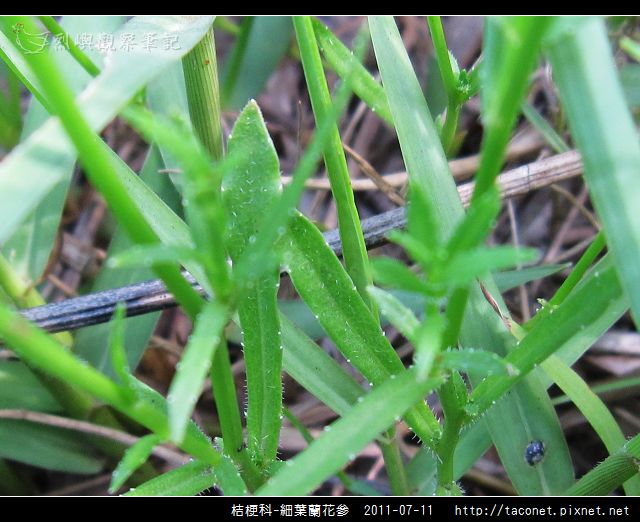 桔梗科-細葉蘭花參_02.jpg
