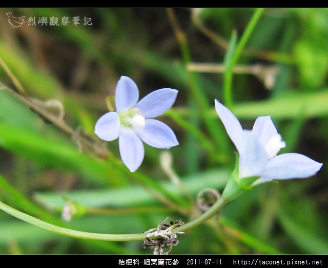 桔梗科-細葉蘭花參_01.jpg