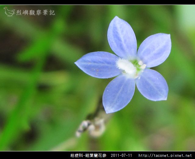 桔梗科-細葉蘭花參_08.jpg