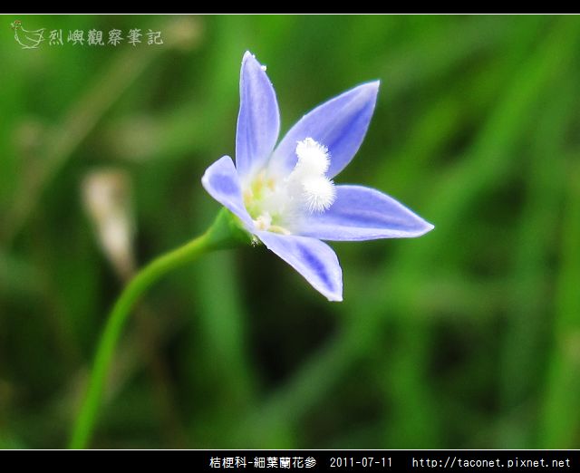 桔梗科-細葉蘭花參_04.jpg