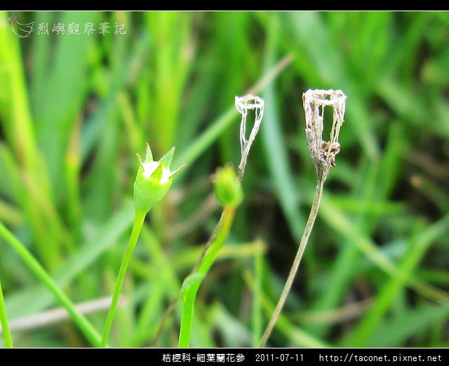 桔梗科-細葉蘭花參_03.jpg