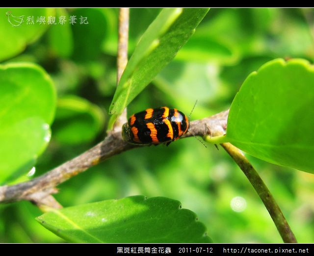 黑斑紅長筒金花蟲_02.jpg