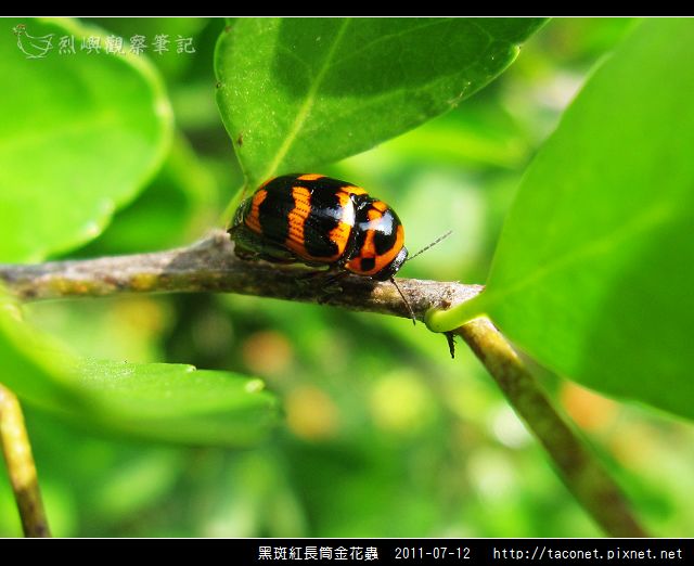 黑斑紅長筒金花蟲_01.jpg