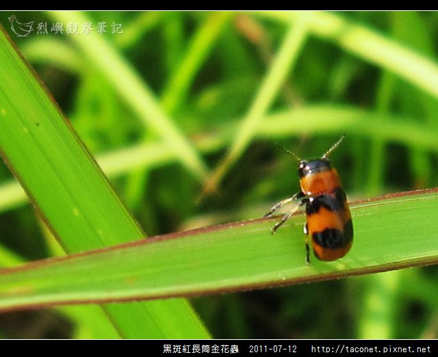 黑斑紅長筒金花蟲_09.jpg