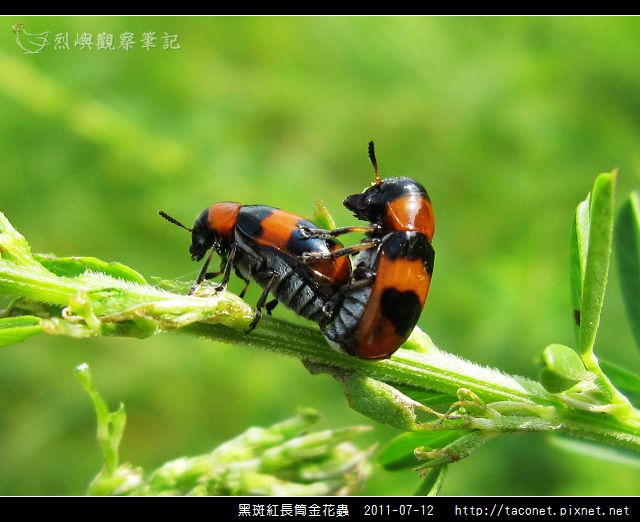 黑斑紅長筒金花蟲_07.jpg